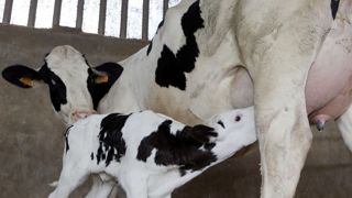 Tous les mammifères possèdent l'enzyme lactase, au jeune âge, et la perdent en grandissant. A noter qu’il arrive cependant qu’un nouveau-né, même humain, ne produise pas suffisamment de lactase, présentant alors un « déficit congénital en lactase », mais cela reste une pathologie. Tous les mammifères possèdent l'enzyme lactase, au jeune âge, et la perdent en grandissant. A noter qu’il arrive cependant qu’un nouveau-né, même humain, ne produise pas suffisamment de lactase, présentant alors un « déficit congénital en lactase », mais cela reste une pathologie.